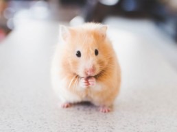 docteur caroline gronlier, cabinet vétérinaire spécialisé dans les animaux de compagnie à Clairvaux les lacs (Jura)